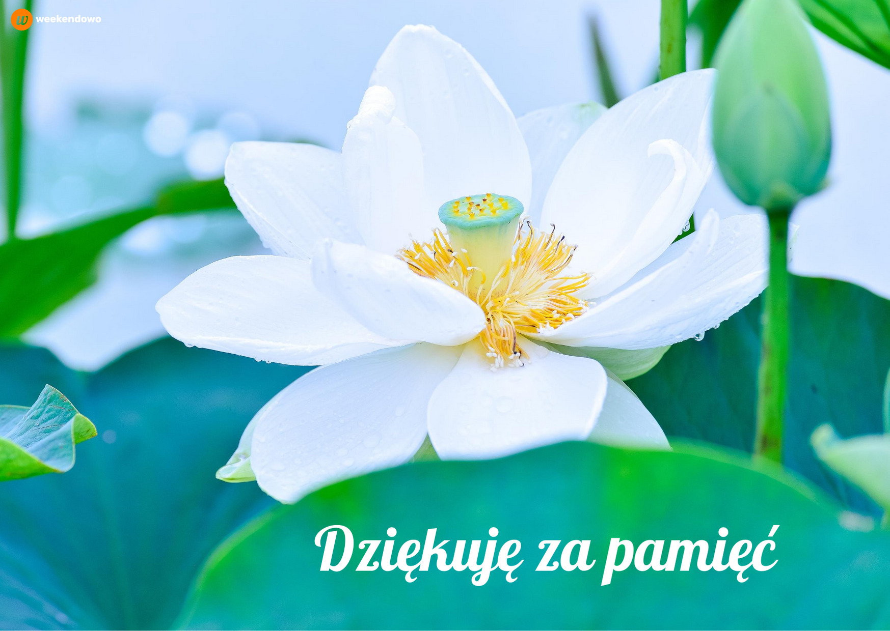 Dziękuję za pamięć kartka