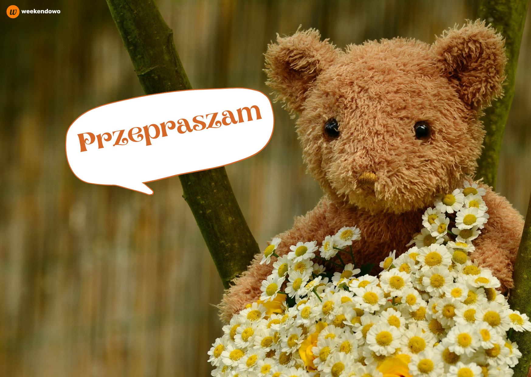 Kartka z misiem na przeprosiny