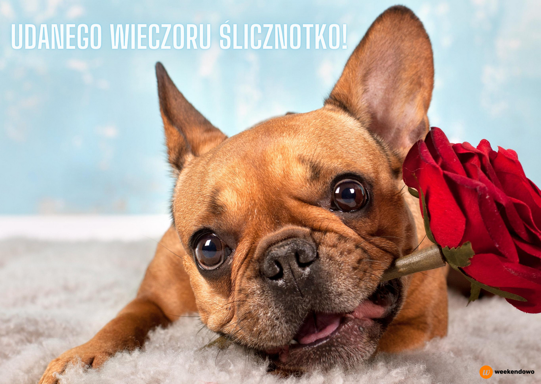Kartka z psem na dobranoc