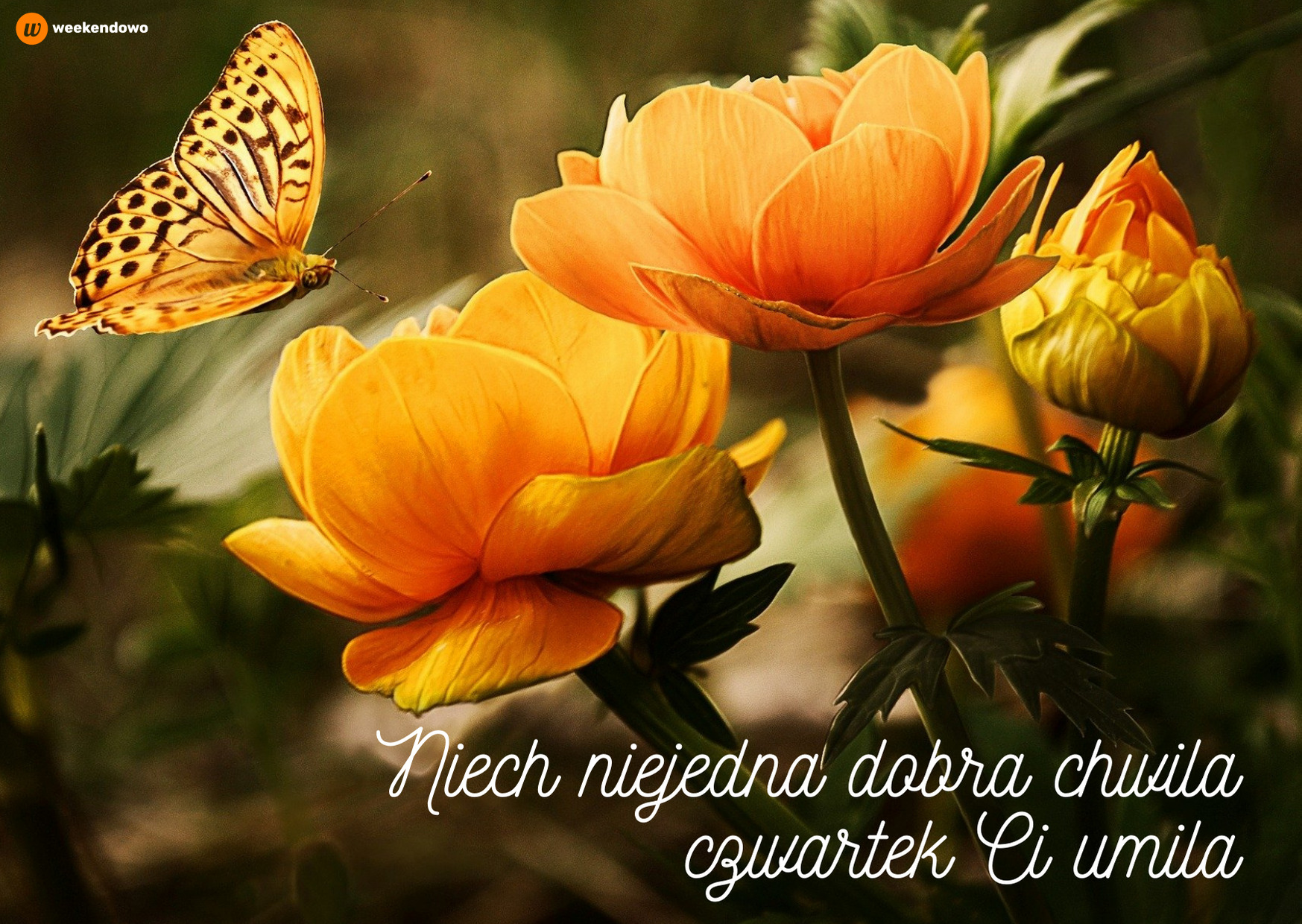 Pięknego czwartku życzę kartka