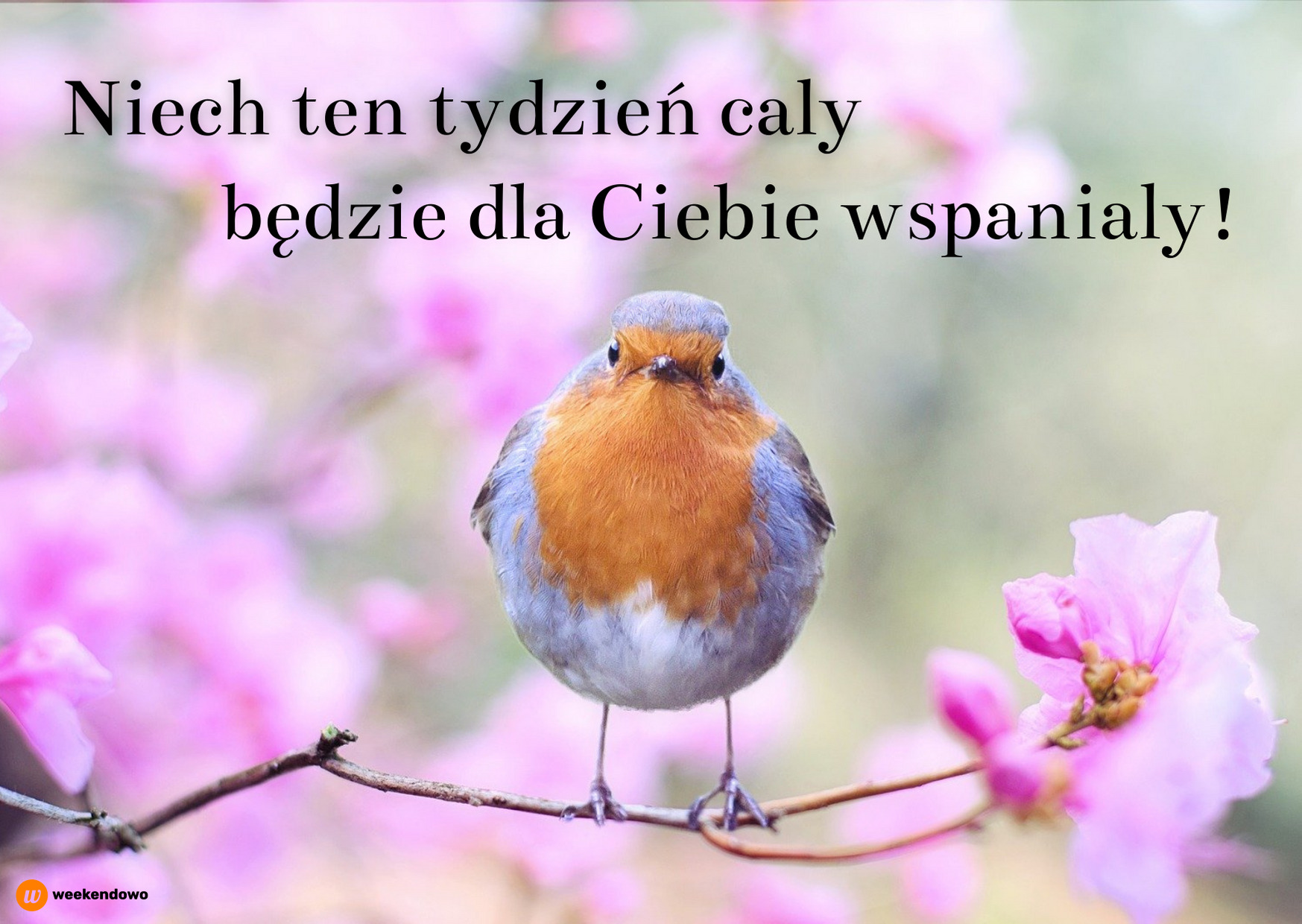 Poniedziałkowe pozdrowienia kartka