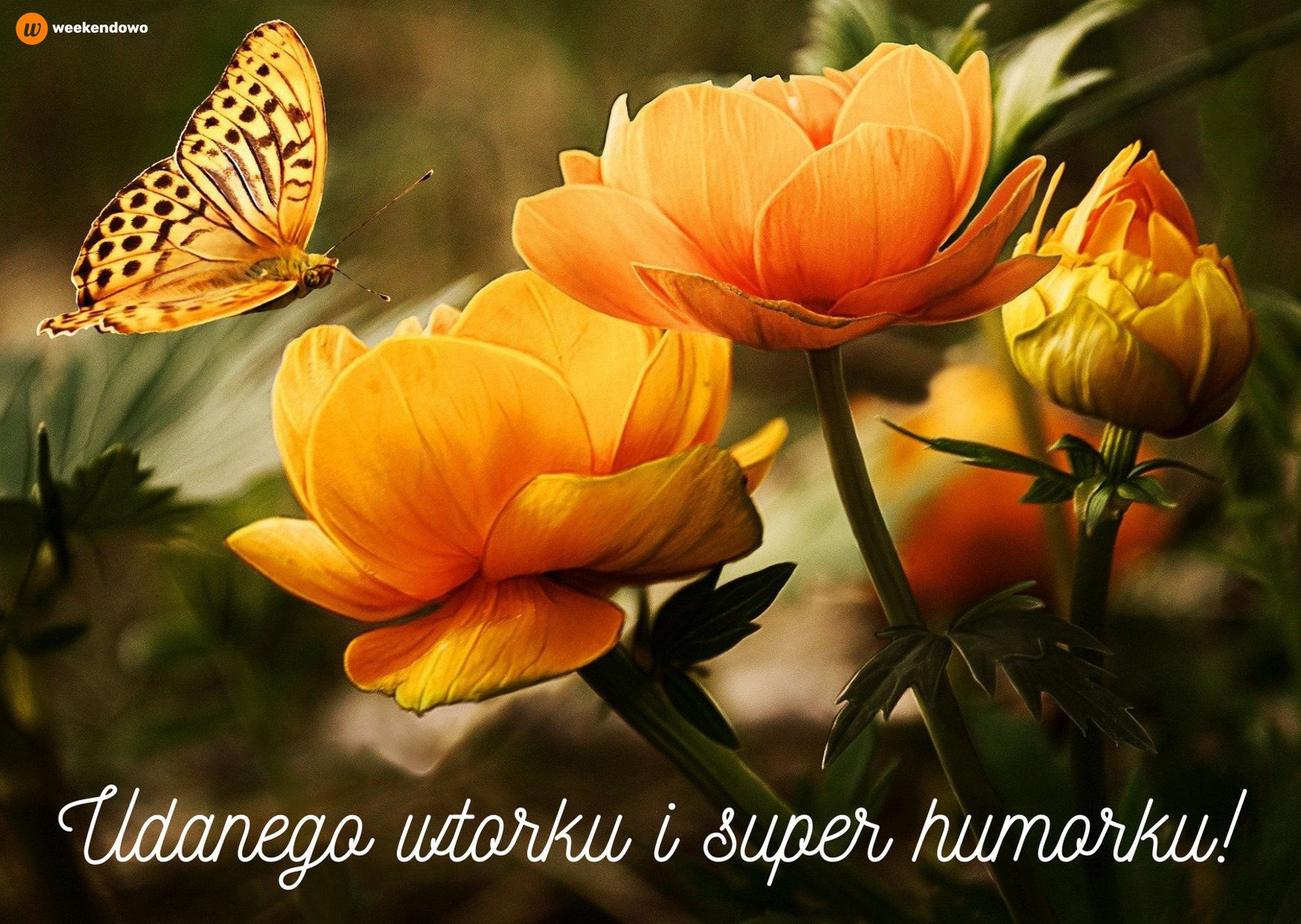 Udanego wtorku kartka