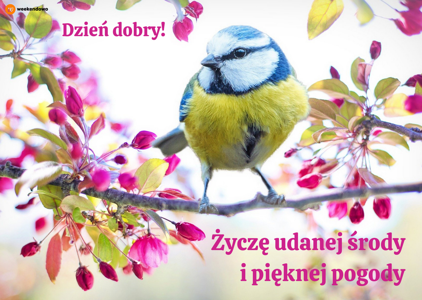 Udanej środy kartka