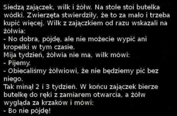 Siedzi zajączek, wilk i żółw...