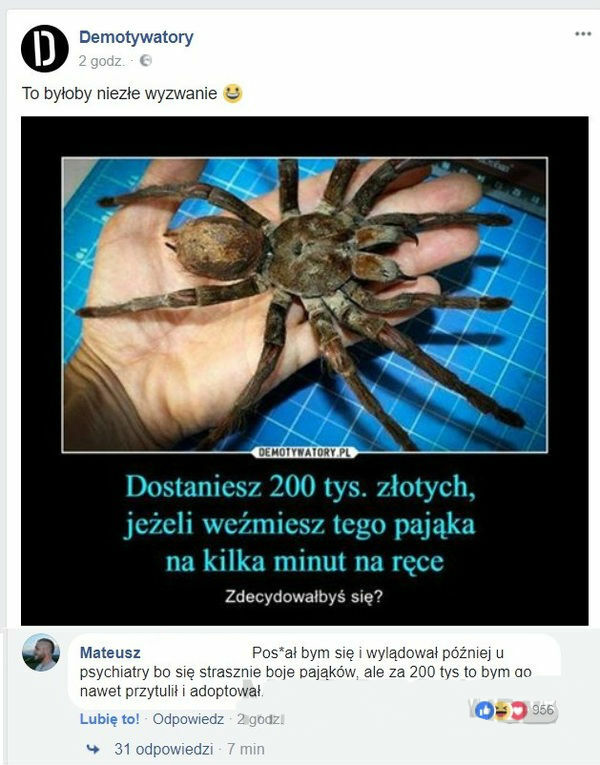 Adopcja pająka
