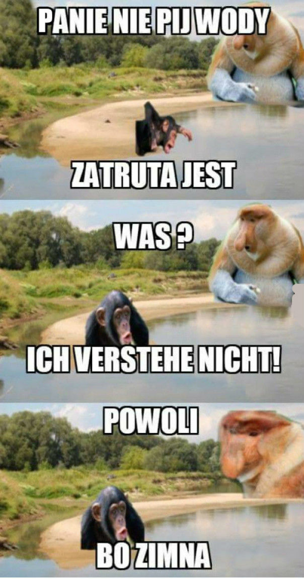 Pij, Niemcu...