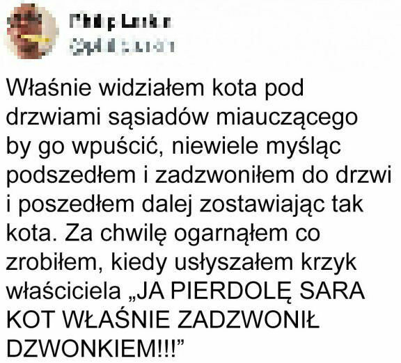Kot czarodziej 