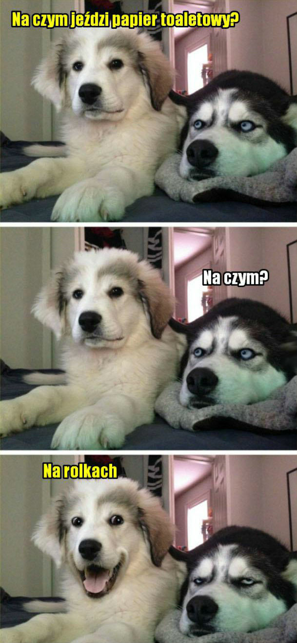 Psia zagadka na dziś 