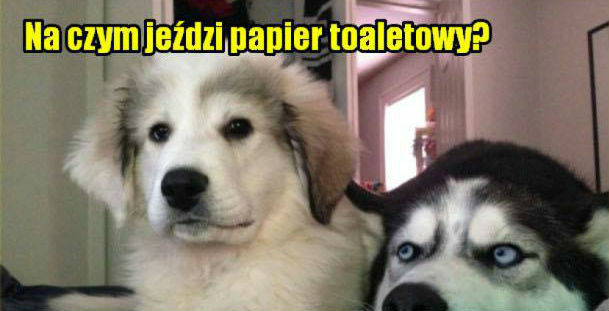 Psia zagadka na dziś 