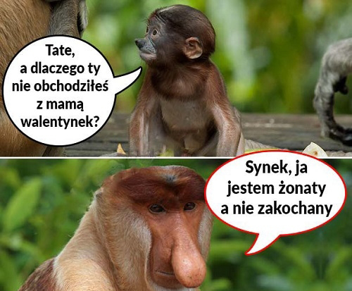 Walentynki typowego Janusza