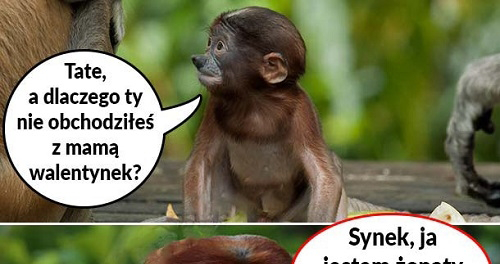 Walentynki typowego Janusza