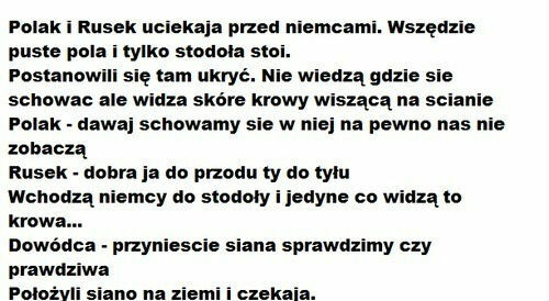 Polak i Rusek w przebraniu krowy 