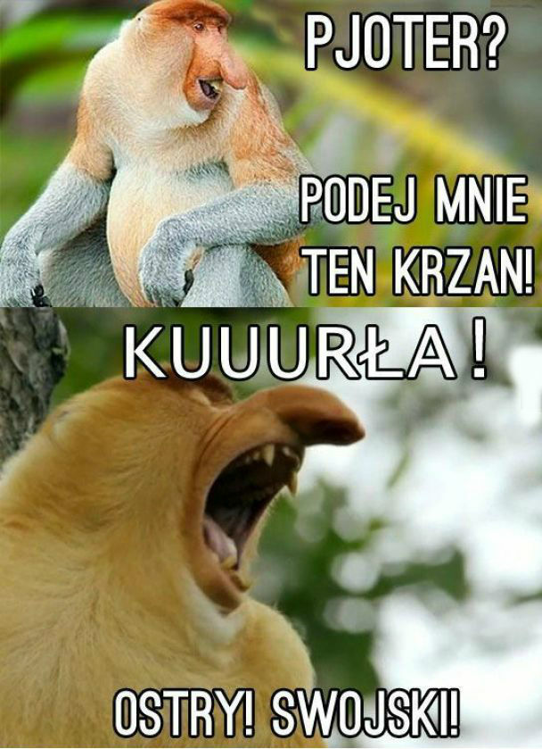 Ale parzy!
