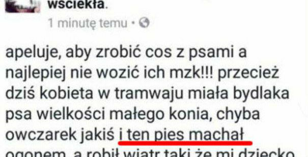 Psie wiatry 