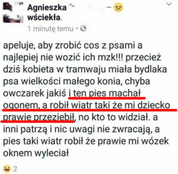 Psie wiatry 