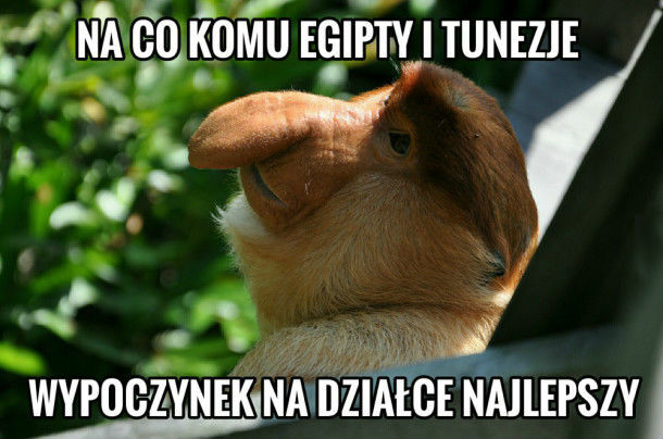 Szkoda piniendzy