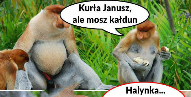 Kałdun Janusza 