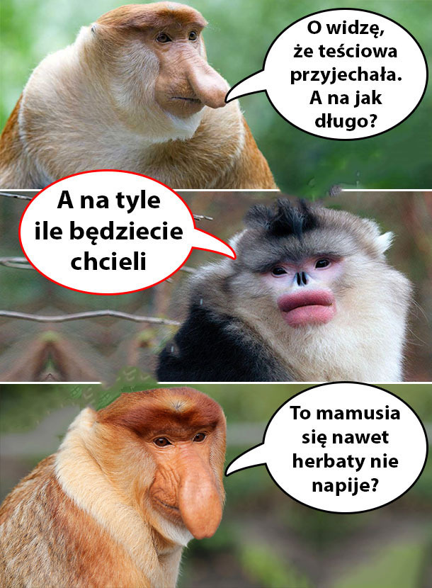 Teściowa w odwiedzinach 