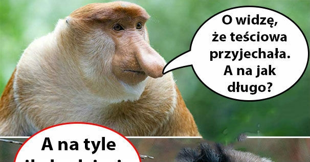Teściowa w odwiedzinach 