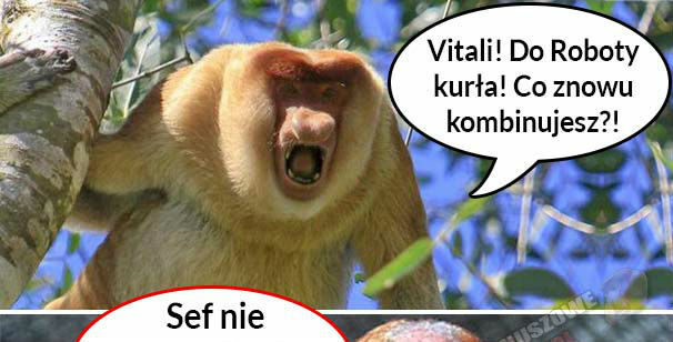 Szef nie krzyczy 