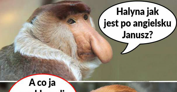 Janusz po angielsku 