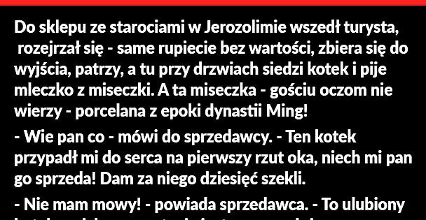 Kot i miseczka 