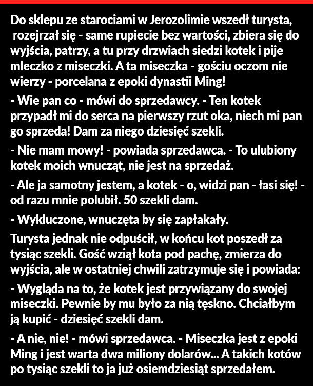 Kot i miseczka 