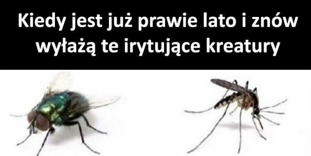 Znowu one...