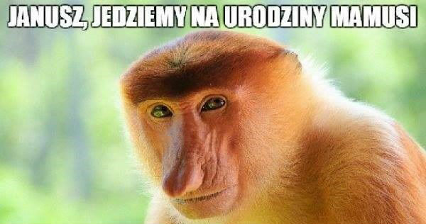 Urodziny teściowej