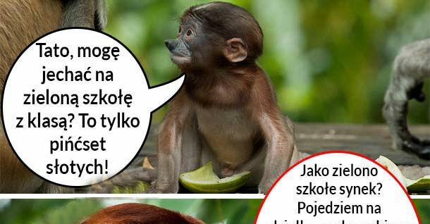 Zielona szkoła 
