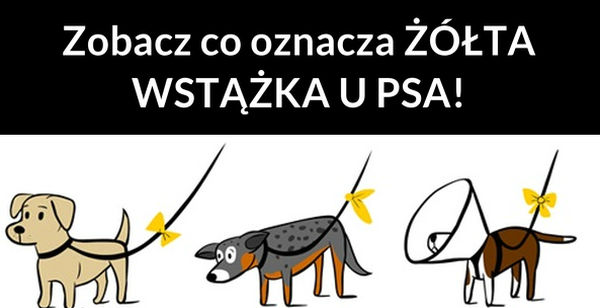 Żółta wstążka 