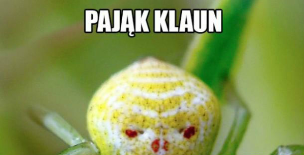 Pająk-klaun