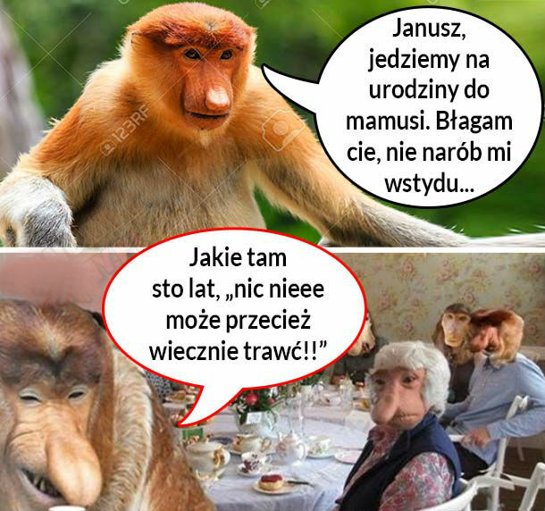 Janusz na urodzinach teściowej 