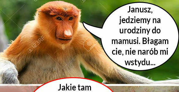 Janusz na urodzinach teściowej 