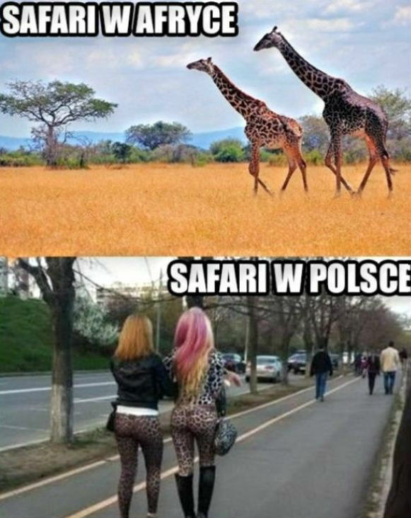 Polskie safari