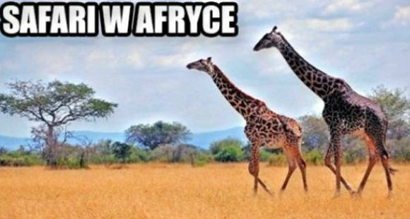 Polskie safari