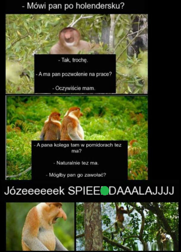 Janusz za granicą 
