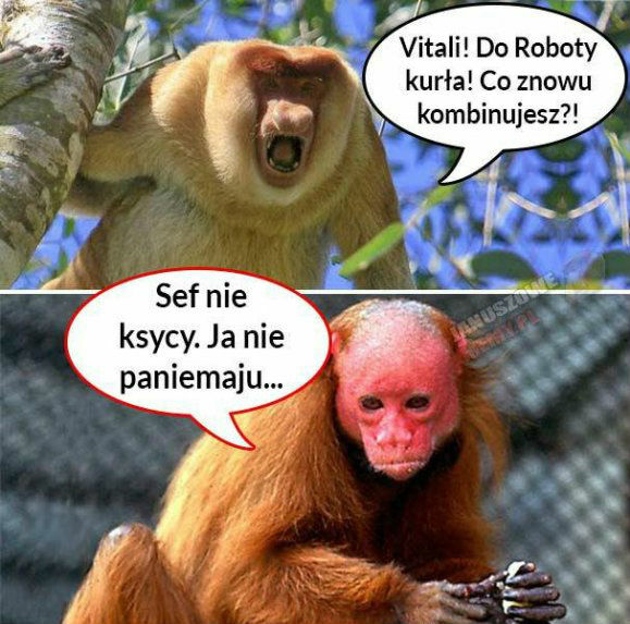 Szef nie krzyczy...