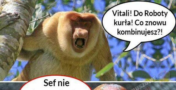 Szef nie krzyczy...