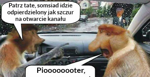 Somsiad i ulewa 