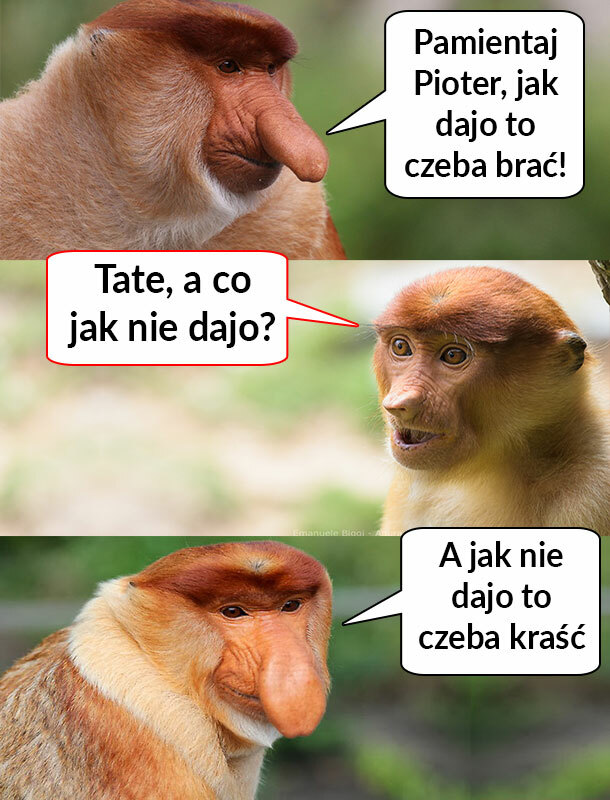 Janusz radzi 