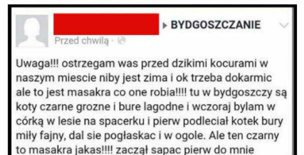 Koty ludojady w Bydgoszczy 