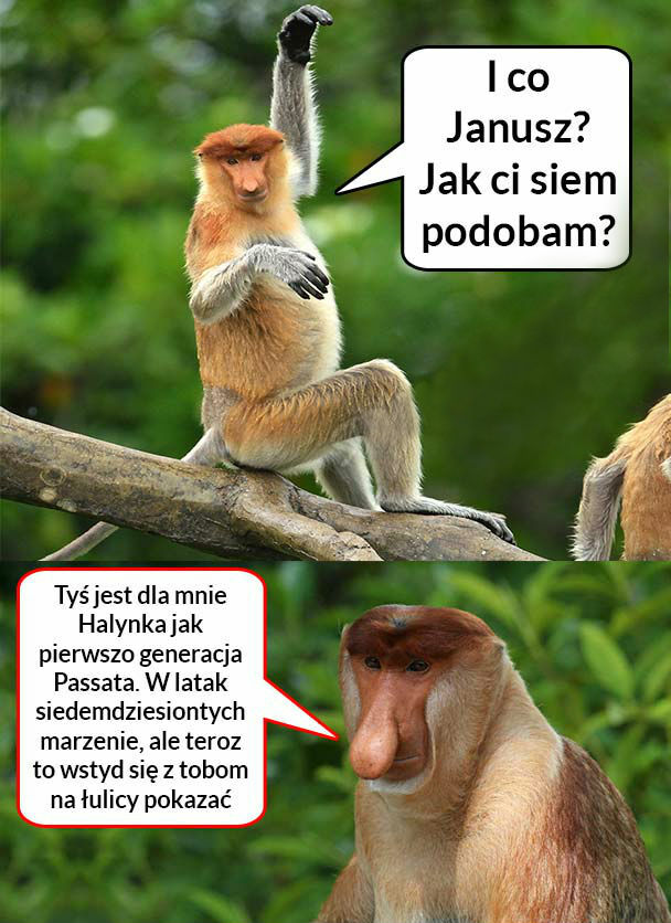 Janusz komplemenciarz 