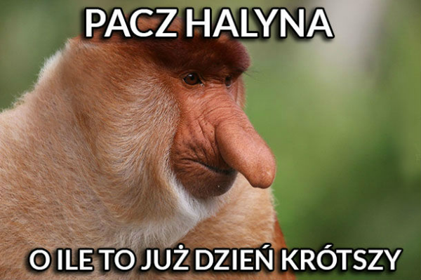Rozkmina Janusza 
