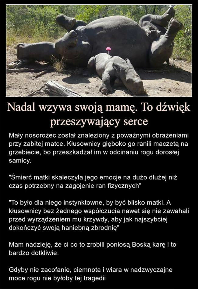 Historia łamiąca serce 