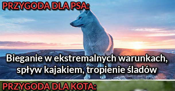 Pies vs kot :D 