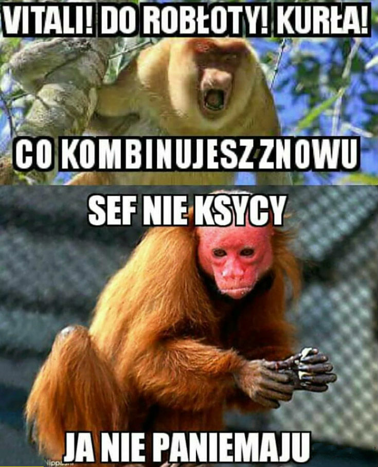 Kiedy Vitali coś kombinuje... 