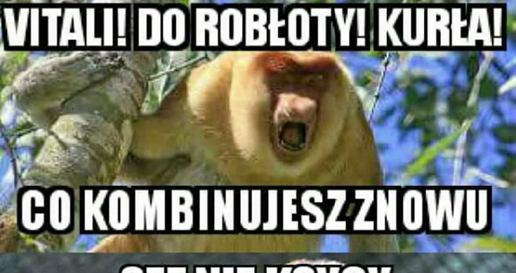 Kiedy Vitali coś kombinuje... 