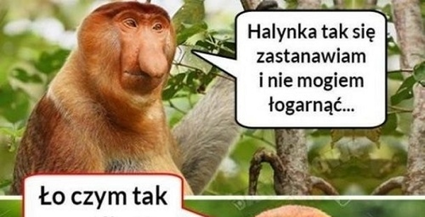 Rozkmina Janusza 