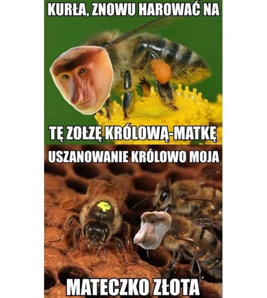 Uszanowanko 